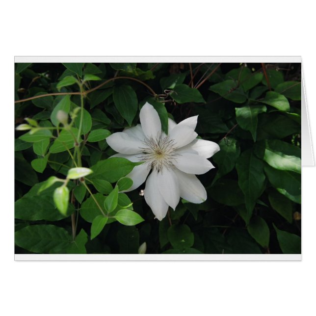 Magnolia (Vorderseite (Horizontal))