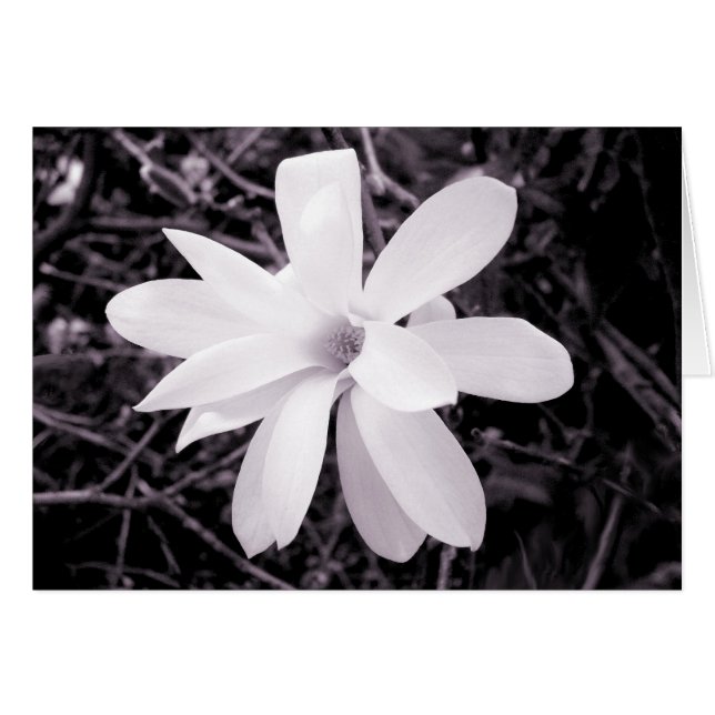 Magnolia (Vorderseite (Horizontal))