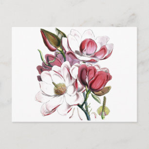 Magnolia Asiatische Blume Vintag Alte Illustration Postkarte