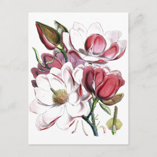 Magnolia Asiatische Blume Vintag Alte Illustration Postkarte