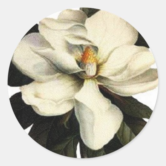 Magnolia - Aufkleber (Vorderseite)
