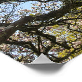 Magnolia Bäume, Branchen und Blossom 02 Poster (Ecke)