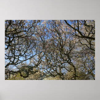Magnolia Bäume, Branchen und Blossom 02 Poster
