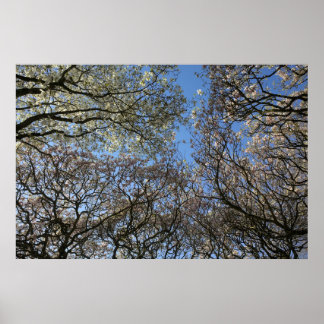 Magnolia Bäume, Branchen und Blossom 06 Poster