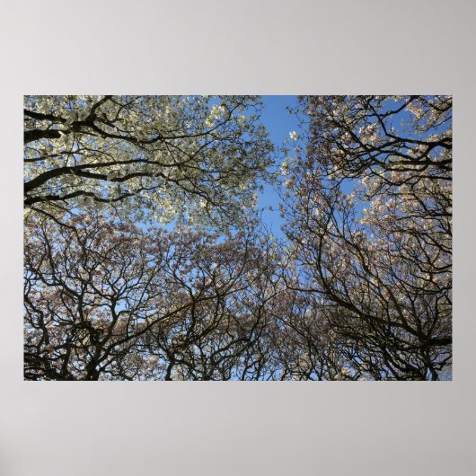 Magnolia Bäume, Branchen und Blossom 06 Poster (Vorne)