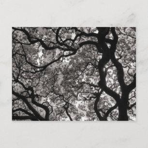 Magnolia Bäume in Blossom Postkarte