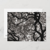 Magnolia Bäume in Blossom Postkarte (Vorne/Hinten)