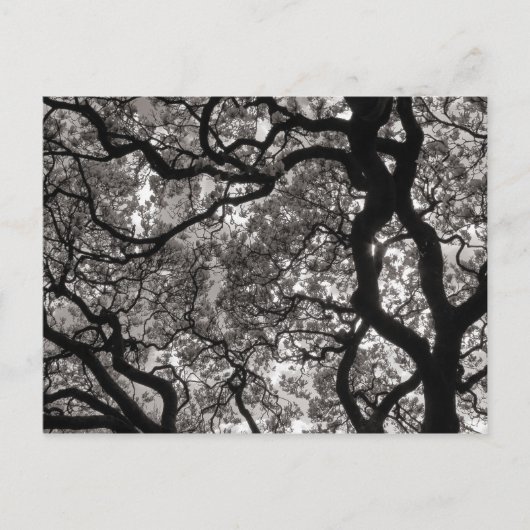 Magnolia Bäume in Blossom Postkarte (Vorderseite)