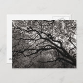 Magnolia Bäume in Blossom Postkarte (Vorne/Hinten)