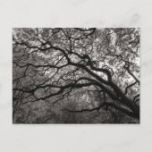 Magnolia Bäume in Blossom Postkarte (Vorderseite)