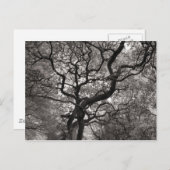 Magnolia Bäume in Blossom Postkarte (Vorne/Hinten)