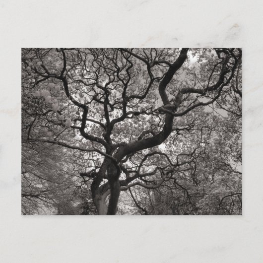 Magnolia Bäume in Blossom Postkarte (Vorderseite)