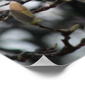 Magnolia-Baumknospen im Frühling vor Blüten Poster (Ecke)