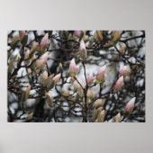 Magnolia-Baumknospen im Frühling vor Blüten Poster (Vorne)