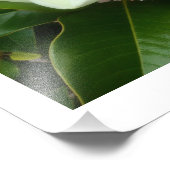 Magnolia Bloom Foto Print (Ecke)