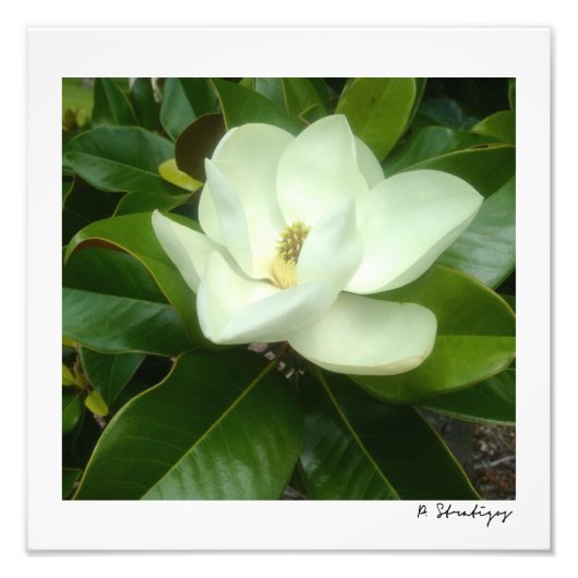 Magnolia Bloom Foto Print (Vorne)