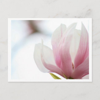 Magnolia Bloom Postkarte