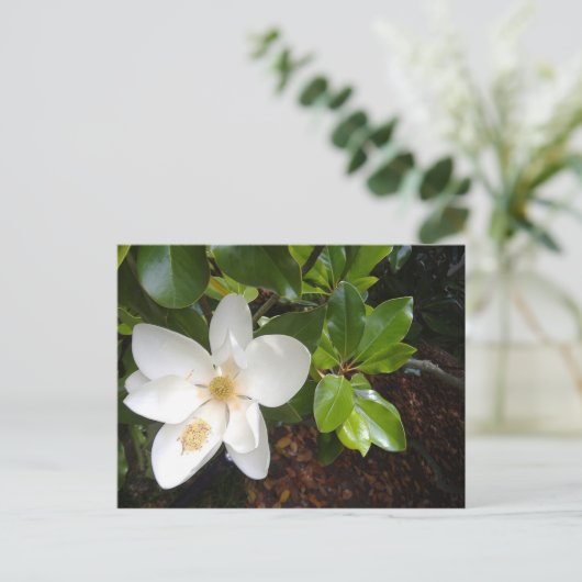 Magnolia Bloom Postkarte (Stehend Vorderseite)