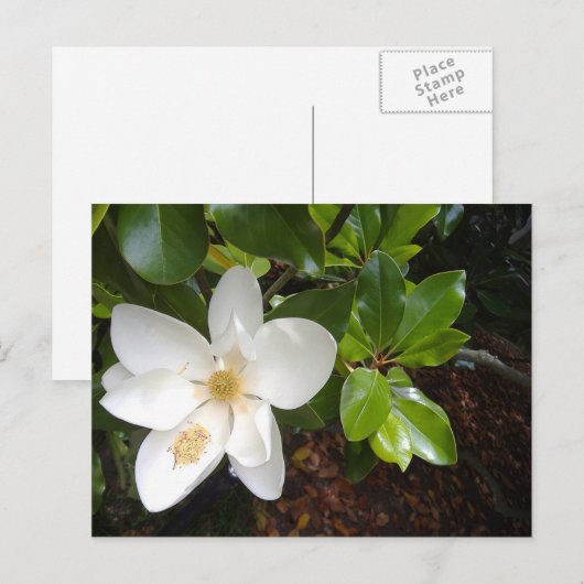 Magnolia Bloom Postkarte (Vorne/Hinten)