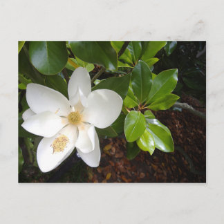 Magnolia Bloom Postkarte
