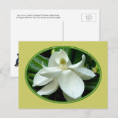 Magnolia Bloom Postkarte 2 (Vorne/Hinten)