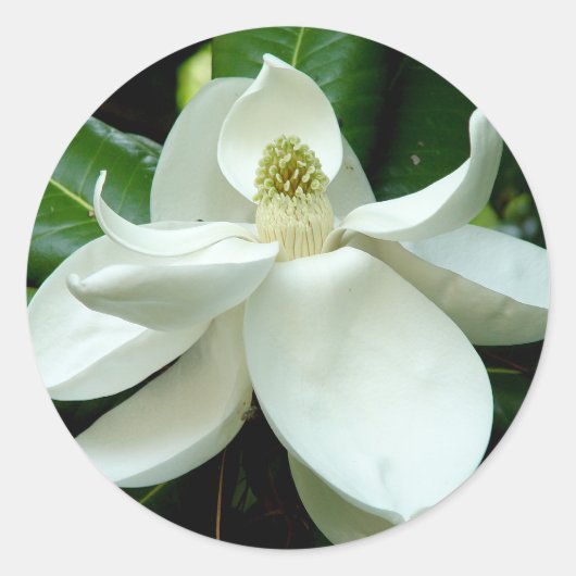 Magnolia Bloom Sticker (Vorderseite)