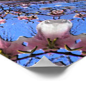 Magnolia Blooms...... Poster (Ecke)