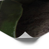 Magnolia Blooms Poster -24x36 - andere Größen auch (Ecke)