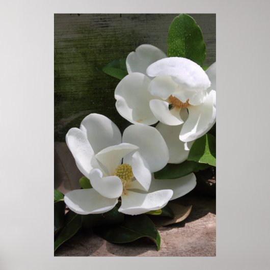 Magnolia Blooms Poster -24x36 - andere Größen auch (Vorne)