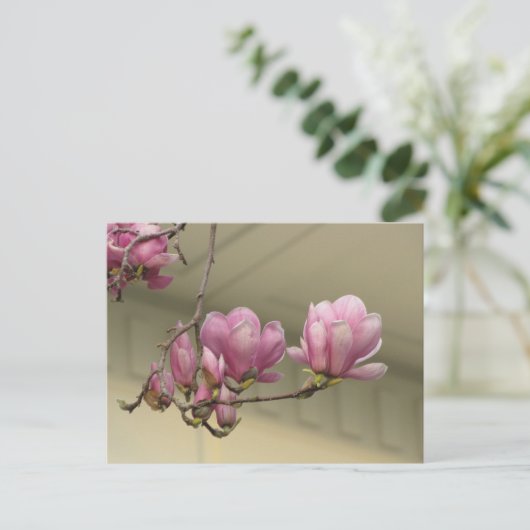 Magnolia Blooms Postkarte (Stehend Vorderseite)