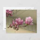 Magnolia Blooms Postkarte (Vorne/Hinten)