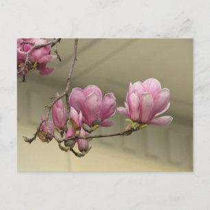 Magnolia Blooms Postkarte