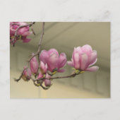 Magnolia Blooms Postkarte (Vorderseite)