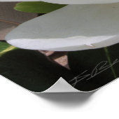 Magnolia Blooms Print -20x24 -andere Größen auch Poster (Ecke)