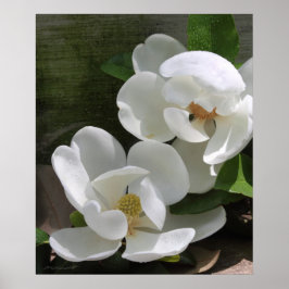 Magnolia Blooms Print -20x24 -andere Größen auch Poster