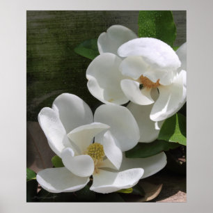 Magnolia Blooms Print -20x24 -andere Größen auch Poster