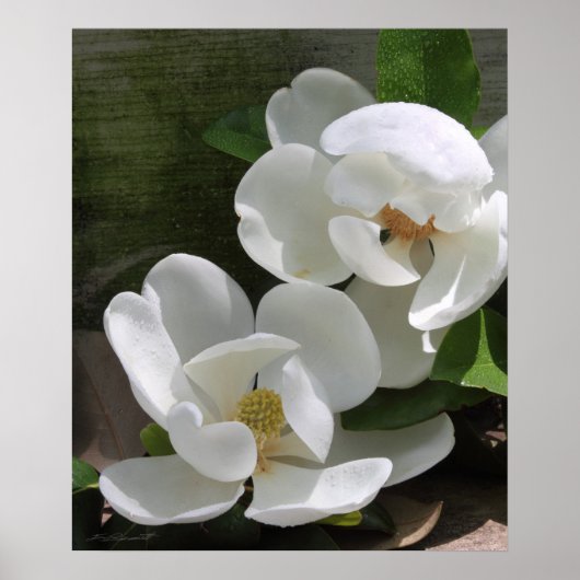 Magnolia Blooms Print -20x24 -andere Größen auch Poster (Vorne)