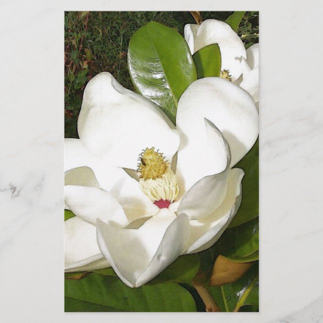 Magnolia Blossom (Vorderseite)