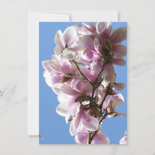 Magnolia Blossom (Vorderseite)