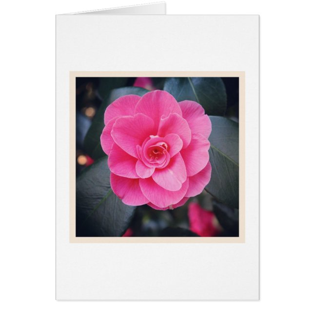 Magnolia Blossom (Vorne)