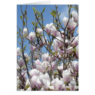 Magnolia Blossom im Frühjahr