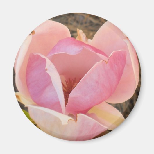 Magnolia Blossom Magnet (Vorne)