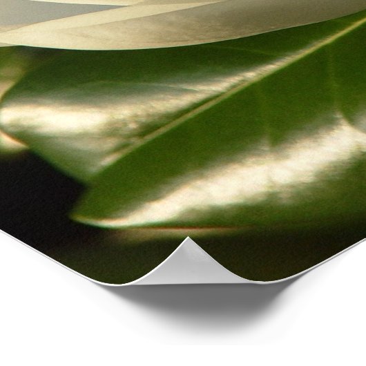 Magnolia Blossom Poster (Ecke)