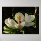 Magnolia Blossom Poster (Vorne)