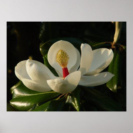 Magnolia Blossom Poster (Vorne)