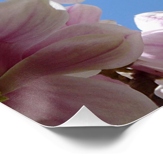 Magnolia Blossom Poster (Ecke)