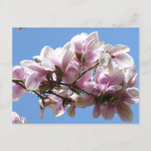 Magnolia Blossom Postkarte