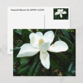 Magnolia Blossom Postkarte (Vorne/Hinten)