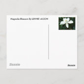 Magnolia Blossom Postkarte (Rückseite)