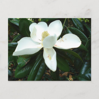 Magnolia Blossom Postkarte